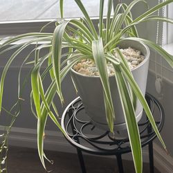 Spider Plant With Ceramic Pot And Stand