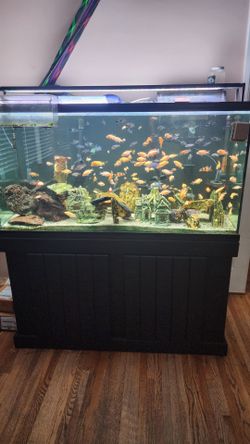 90 gallon Aquarium with Black Stand