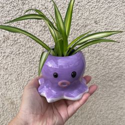 Beautiful Variegated Spider Plant In Cute Pot