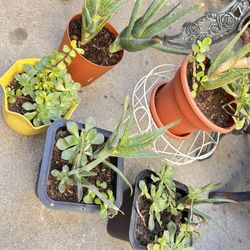 Plants.  Succulents 