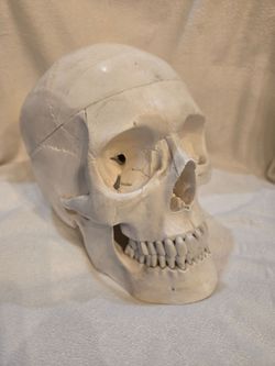 Human Skull Model, Life Size 3-Part Anatomical Model with Removable Skull Cap and Articulated Mandible for Medical Student Human Anatomy Study Course