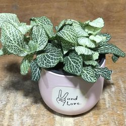 Fittonia in 4in Pot