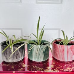 3 Spider Plants In A 4” Pot