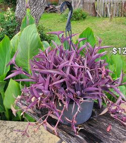 Prices in the pictures. Purple heart, laplease, fernleaf chile, pilea,