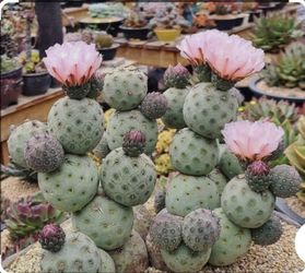 Tephrocactus geometricus alexanderi