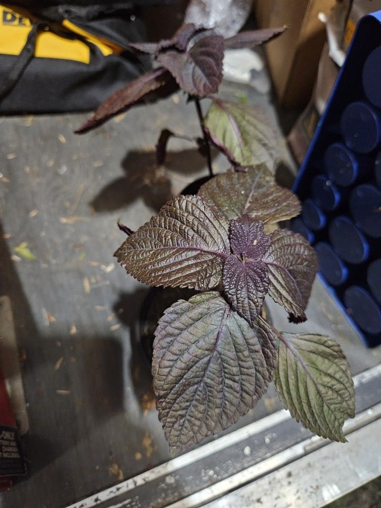 Purple Perilla/ Shisu Plant/Beefsteak plant