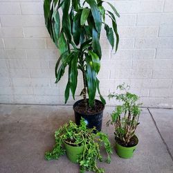 3 Live Potted Indoor House plants
