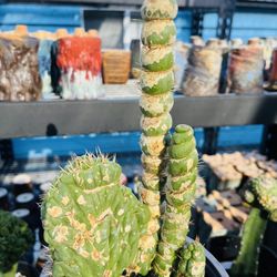 Eulychina Castanea Crestata Cactus Imported