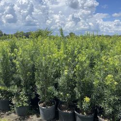 Cold hardy hedge plants!! for short and tall privacy hedges