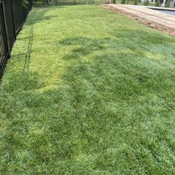Fresh Sod Daily Cut 