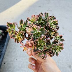 Aeonium Sweet Tea Imported