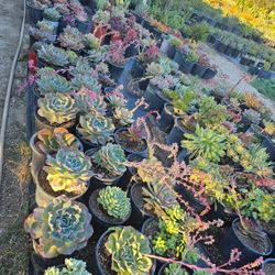 Echeverias & Succulent 