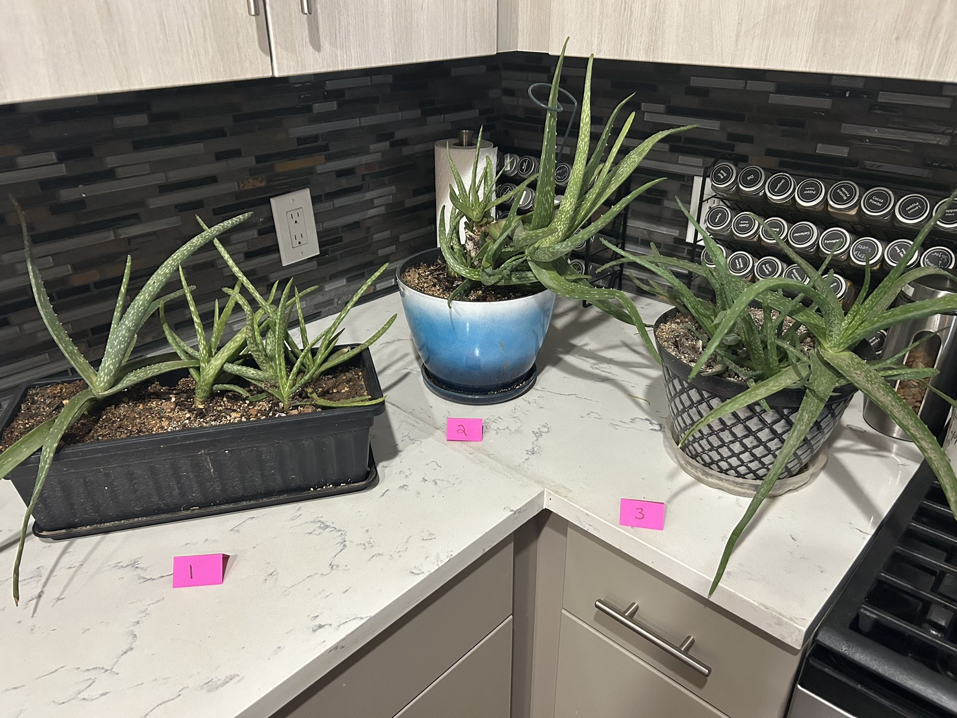 Aloe Vera Plants