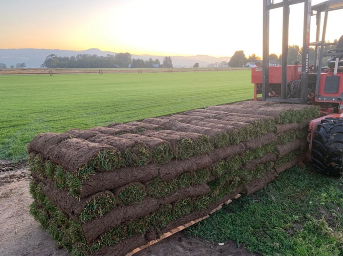 Fescue Sod