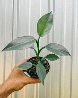 Philodendron silver sword  "philodendron star"