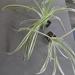 Spider Plants 