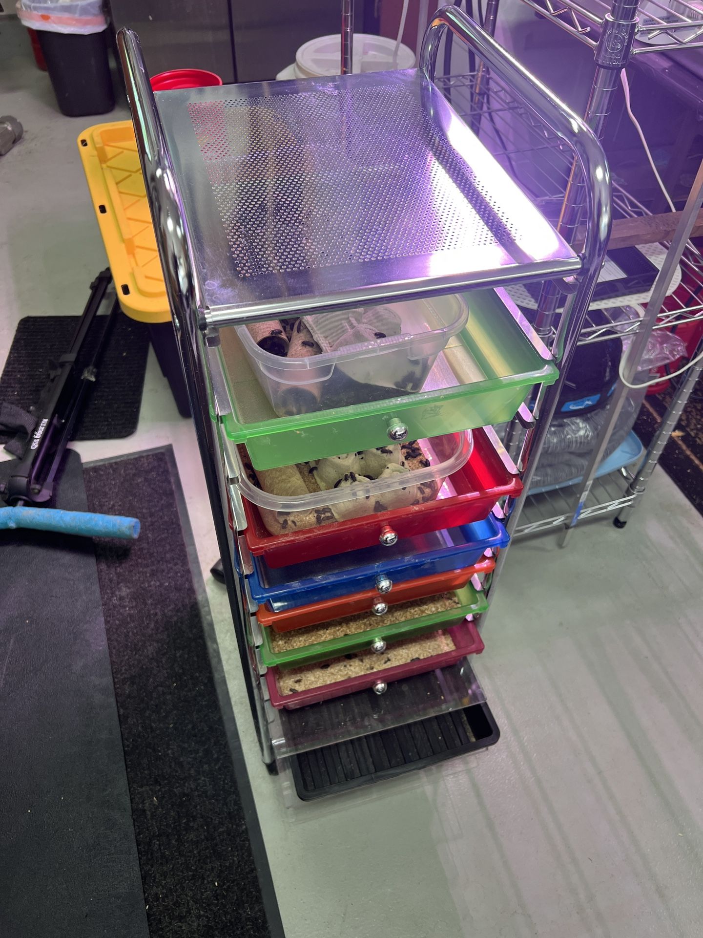 Meal Worm Black Fly Larva Bins