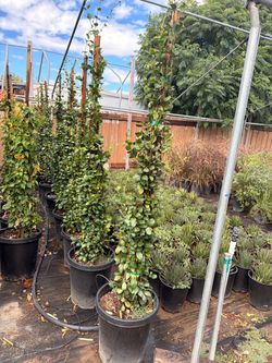 Star Jasmin vines 15 gallons