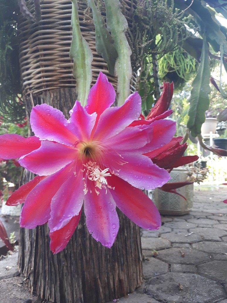 Epiphyllum Plant In Pot for Sale in Sacramento, CA OfferUp