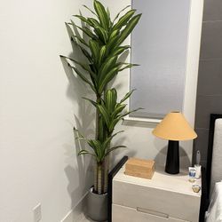 Faux Dracaena Tree 6’ Tall