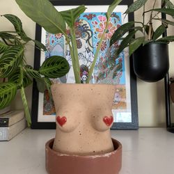 Calathea Zebrina In Boobie Ceramic Pot
