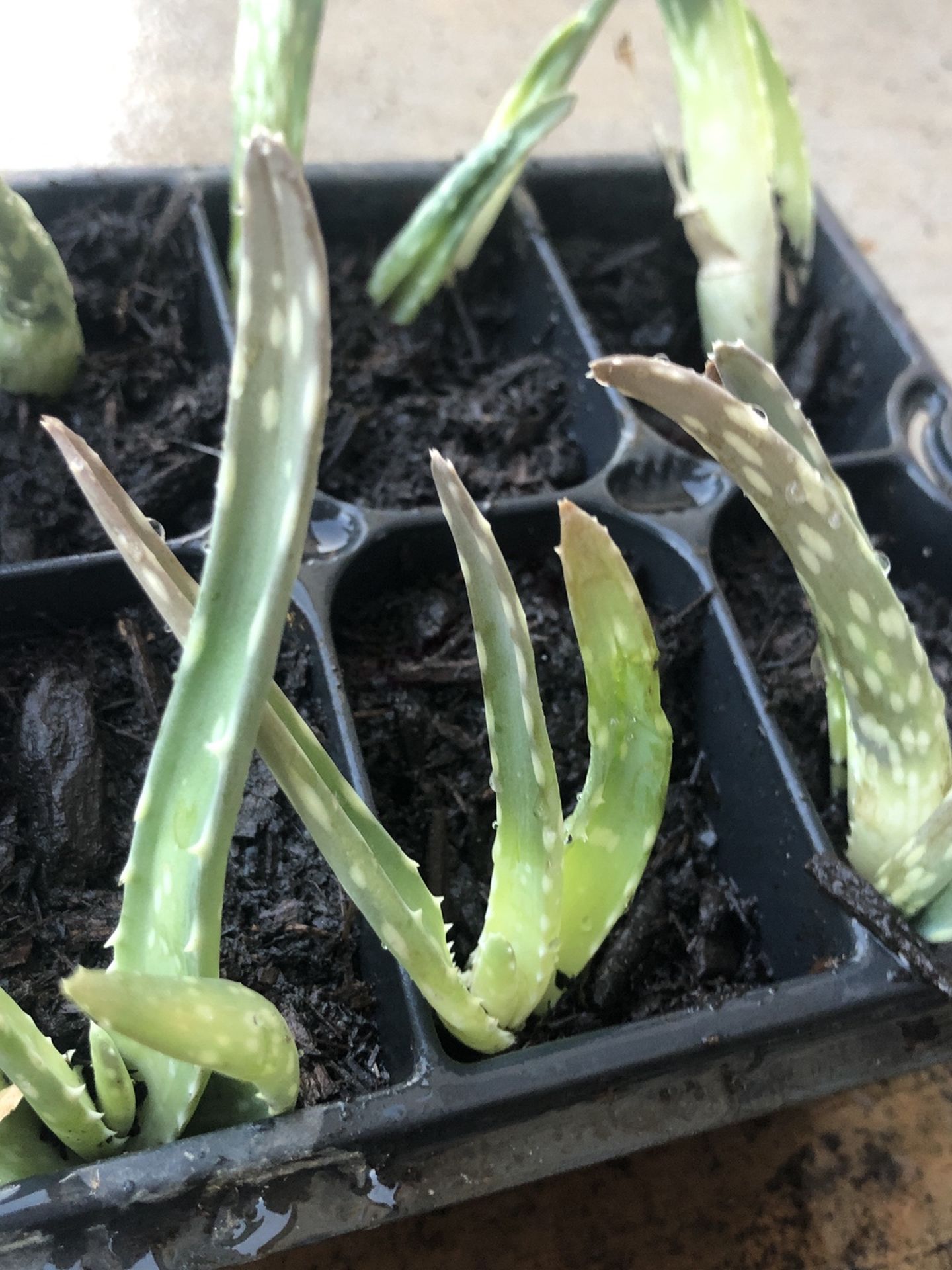 Medicinal Aloe Starts (Organic)