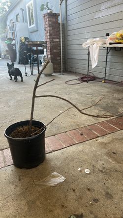 Arbol de siruela dulce