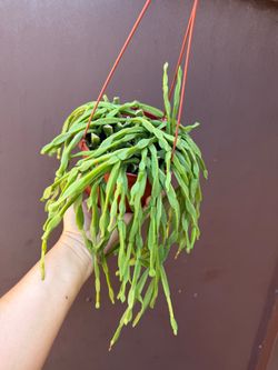 6” Ripsalis Paradoxa