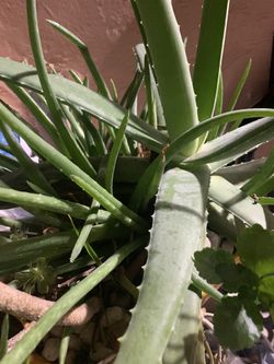 Hermosa planta de Alovera