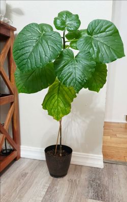 Umbrella Plant