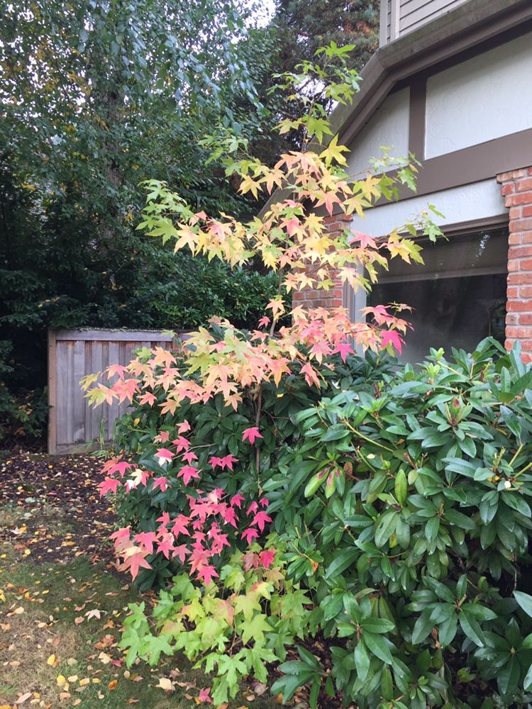 Free Small Trees