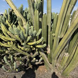 Cactus For Sale