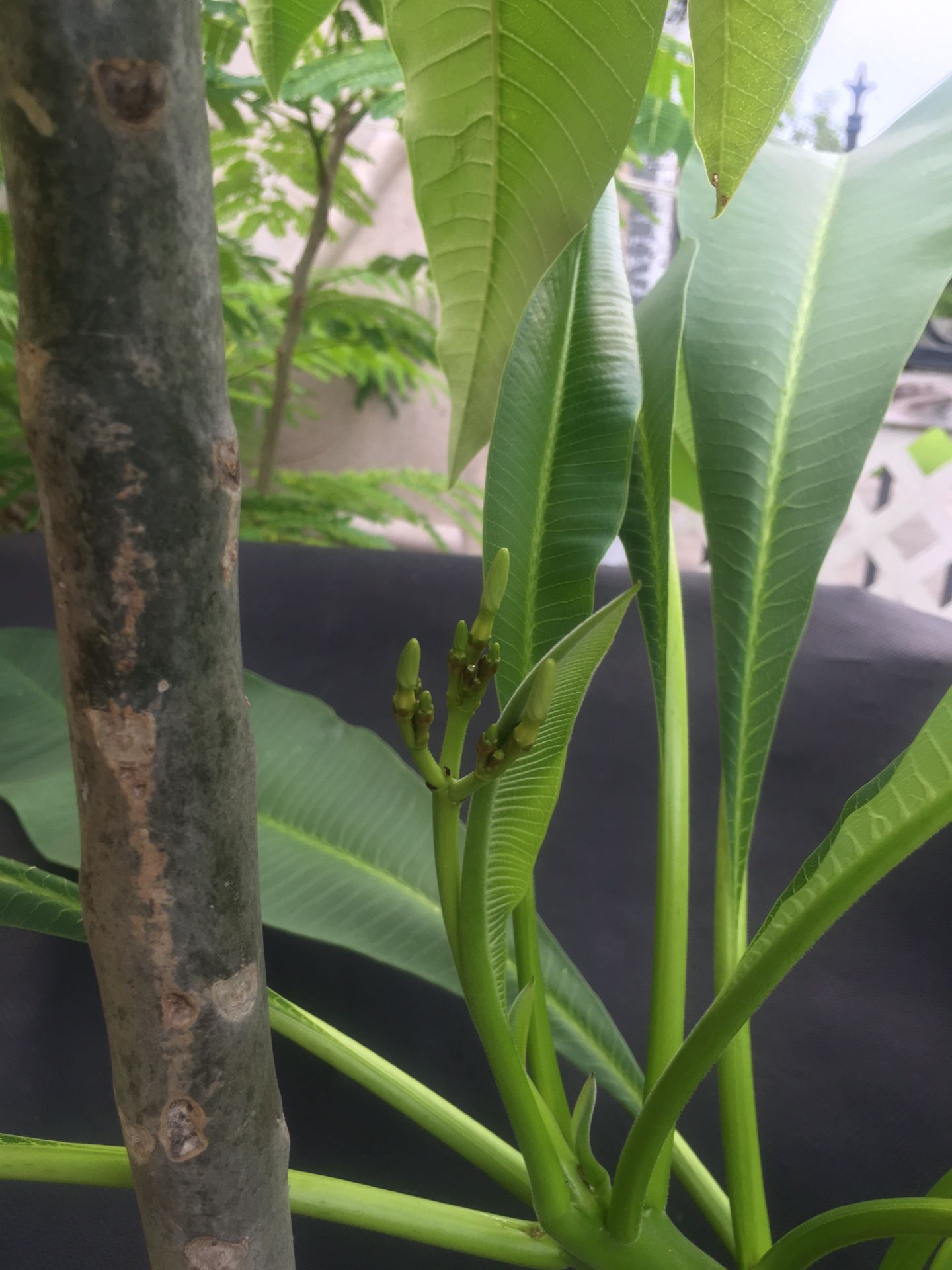 Plumerias for Sale in Houston, TX OfferUp