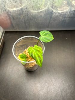 CHEAP AND RARE!!! Philodendron Verrucosum cutting