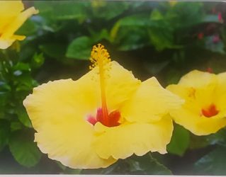 (26)  Tropical yellow in red hibiscus plant, 1gal ,27" tall