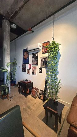 6 Foot + Pothos