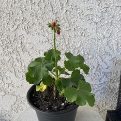 6 Inch Pot Horseshoe Geranium - Pelargonium Zonale - Indoor Outdoor Plant - Purple flowers Year Round - Rooted & Established - Drought Resistant