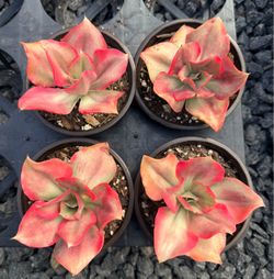 Echeveria Minigosaong Variegated $13ea