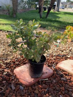 Succulent