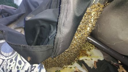 Beehive Rescue