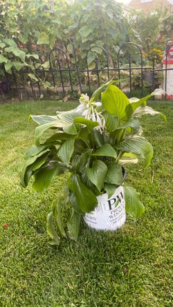 Hosta perenial
