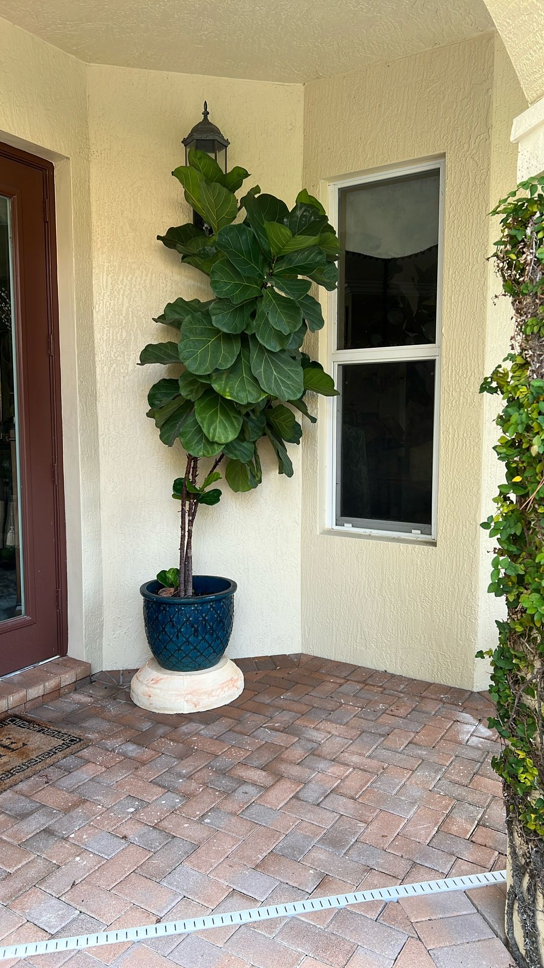 Ficcus Lyrata Or fiddler palm