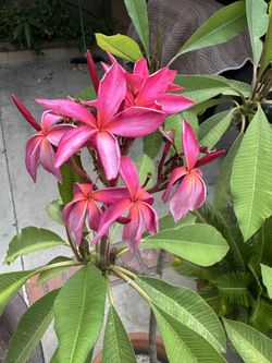Hot Pink Rooted plumeria 4 Feet