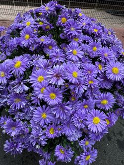 💜🌸 BEAUTIFUL Purple Aster – Full of Blooms – $15