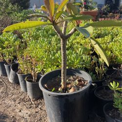 Plumeria