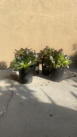 Plantas 10 Cada Una