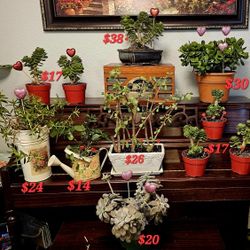 💋 Valentines Day Plants & Succulents 💋 