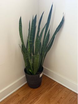 Snake plant