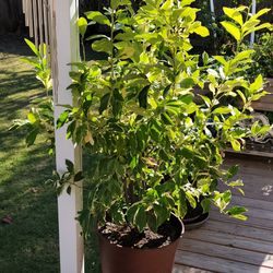 Potted Lemon Tree