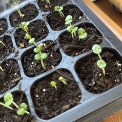 Korean perilla seedlings exchange